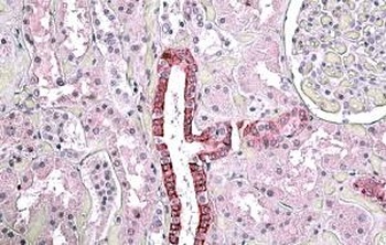 UNC45B Antibody