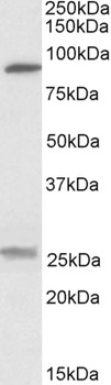 RNF7 Antibody