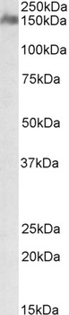 CCAR1 Antibody