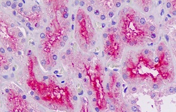 MLX Antibody