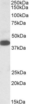 GPI Antibody