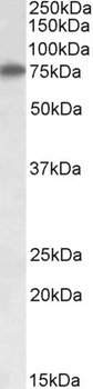 GPI Antibody