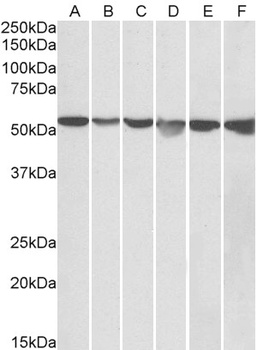 PEBP4 Antibody