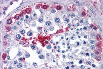 PEBP4 Antibody