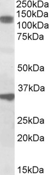 CXXC4 Antibody