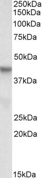 CEP290 Antibody