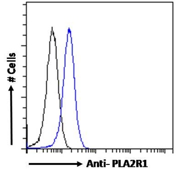 NRGN Antibody