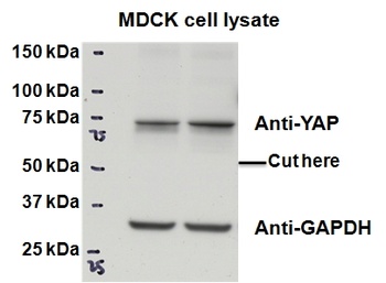 GAL Antibody