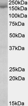 CCL20 Antibody