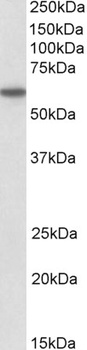 SRCAP Antibody