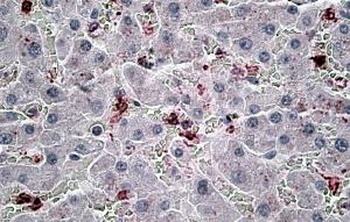 AARSD1 Antibody