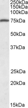 TPCN2 Antibody