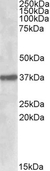 IDO2 Antibody