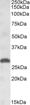 SCNN1D Antibody