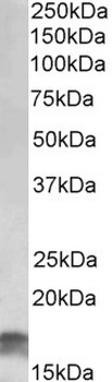 ASAM Antibody