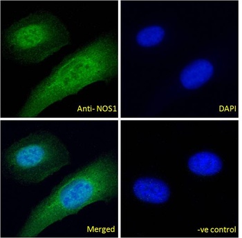 NOS1 Antibody