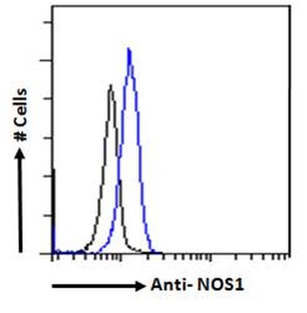 NOS1 Antibody