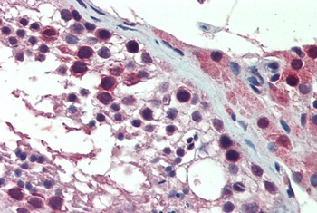 NUDC Antibody