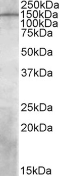 IREB2 Antibody