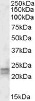 UNC5C Antibody