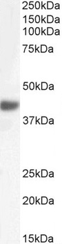 PSMG1 Antibody