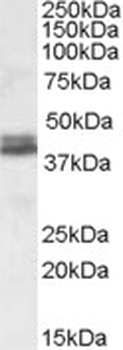 ITM2B Antibody