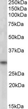 PTMA Antibody