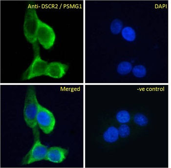 MC5R Antibody