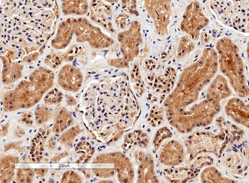 ARG1 Antibody