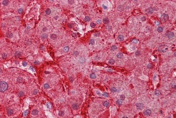 ARG1 Antibody