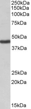 ARG1 Antibody
