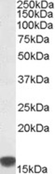 ARG1 Antibody
