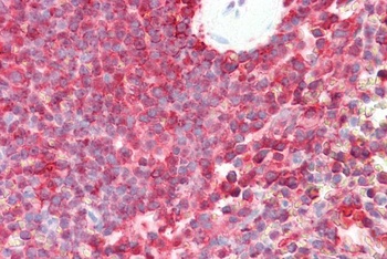 MECL1 Antibody