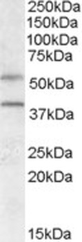 PSMB8 Antibody