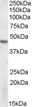 PSMB8 Antibody