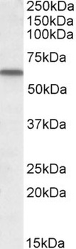GPR81 Antibody