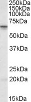 XPNPEP1 Antibody