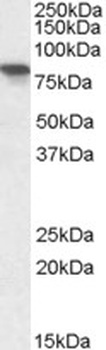 CCT3 Antibody
