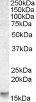 38961 Antibody
