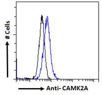 CAMK2A Antibody