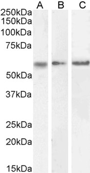 FMR1 Antibody