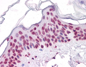 SIRT1 Antibody [7B7]