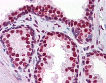 RUNX2 Antibody