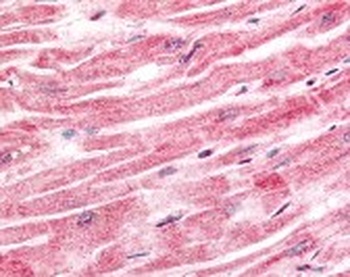 SPRY4 Antibody