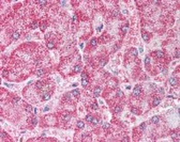 PPARG Antibody