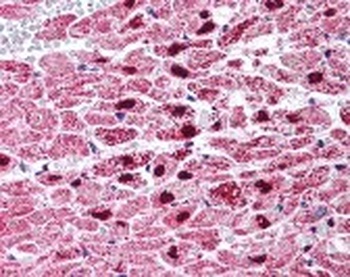 PPARG Antibody