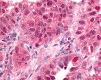 EGR1 Antibody