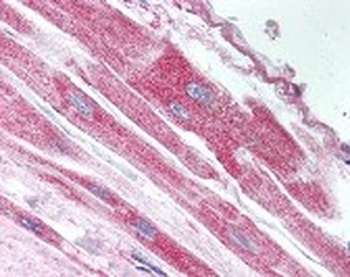 USP18 Antibody