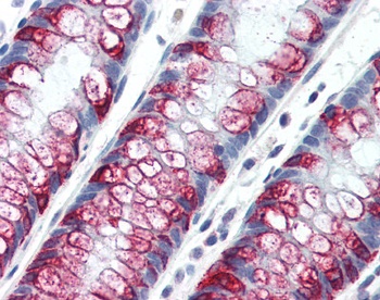 MUC2 Antibody