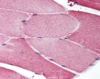 NOS1 Antibody